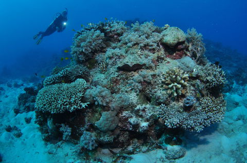 Keeper Reef Dive Site - Sunshine Coast Tourism 1