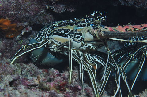 Keeper Reef Dive Site - Sunshine Coast Tourism 2