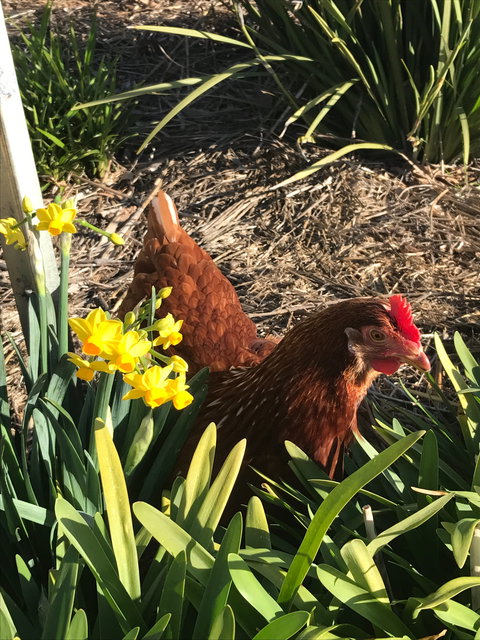 Lessismore Farm Afternoon Farmer - Sunshine Coast Tourism 2