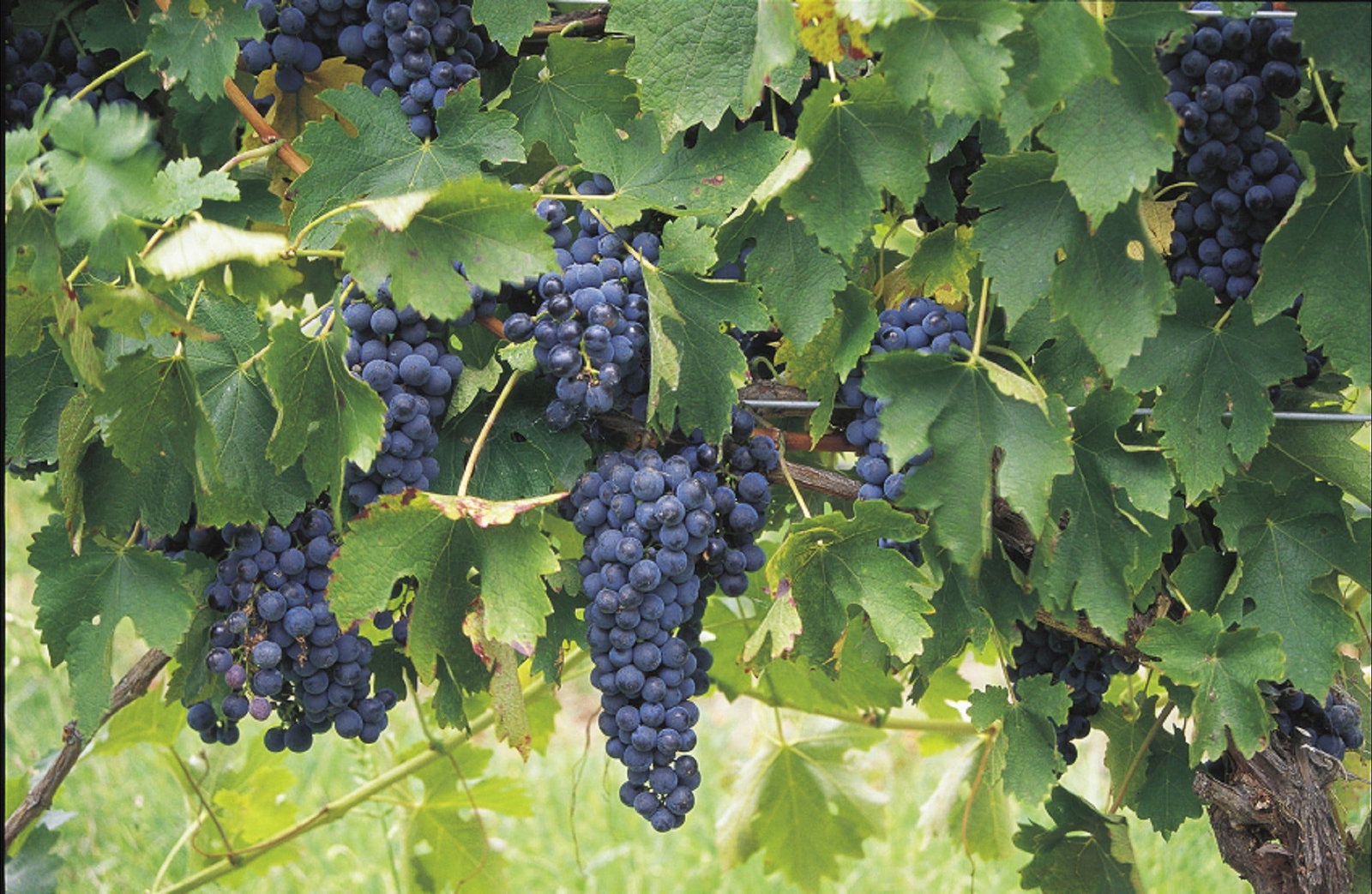 Luskintyre NSW Sunshine Coast Tourism