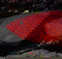 Maori Wrasse Bommie Dive Site - Sunshine Coast Tourism