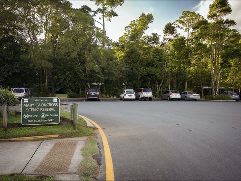 Mary Cairncross Scenic Reserve Rainforest Walk - Holiday Sunshine Coast 1