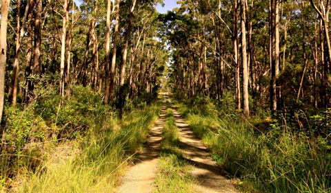 Mining Road Fire Trail, Old Gibber Road Rire Trail - Sunshine Coast Tourism 0