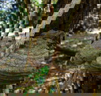 Mount Keira Ring Track - Sunshine Coast Tourism