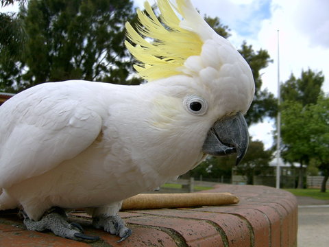 Myuna Farm - Sunshine Coast Tourism 1