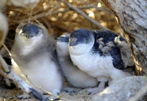 Penguin Island - Holiday Sunshine Coast 0