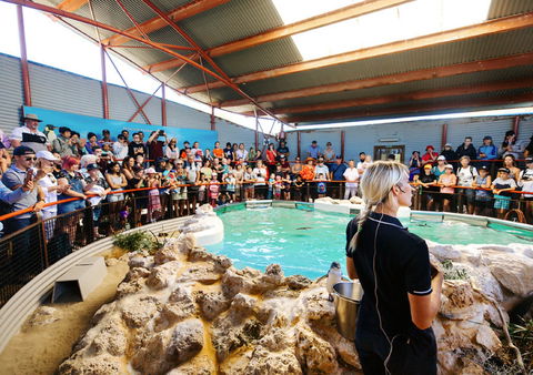 Penguin Island - Holiday Sunshine Coast 1