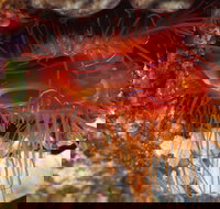 Pixie Pinnacle Dive Site - Sunshine Coast Tourism