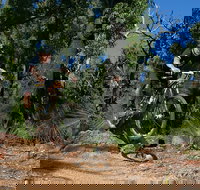 Scorpion Trail Kalamunda Mountain Bike Trails - Sunshine Coast Tourism