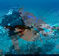 Second Reef Dive Site - Sunshine Coast Tourism