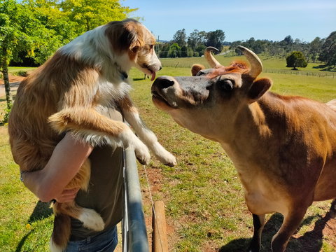 The Truffledore - Sunshine Coast Tourism 2