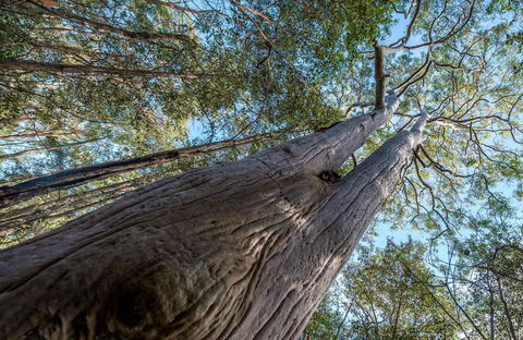 Wallumatta Nature Reserve - Holiday Sunshine Coast 0