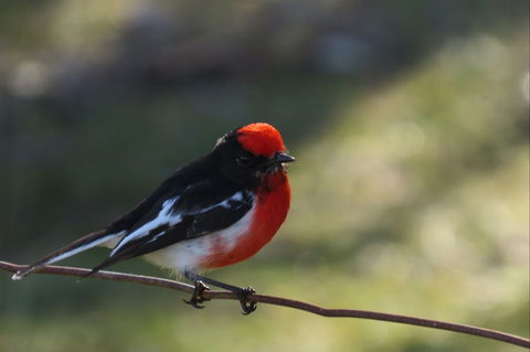 Weddin Bird Trails - Sunshine Coast Tourism 0