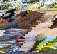 White Ridge Farm - Holiday Sunshine Coast