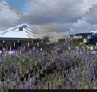 Amandine Lavender - Sunshine Coast Tourism