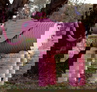 Animals on Bikes - Holiday Sunshine Coast