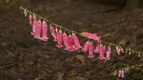 Belgrave - Holiday Sunshine Coast 0