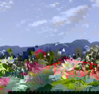 Blue Lotus Water Garden - Holiday Sunshine Coast