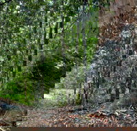 Blue Gum loop trail - Sunshine Coast Tourism