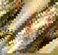 Blue Gum Hills Regional Park - Holiday Sunshine Coast