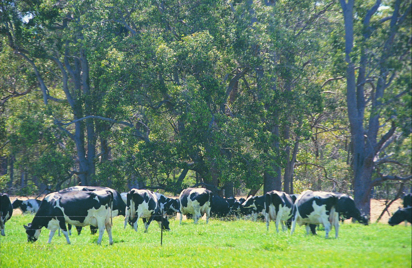 Stratham WA Sunshine Coast Tourism