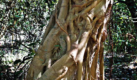 Bundagaree Rainforest Walk - Holiday Sunshine Coast 0