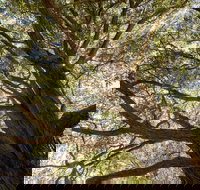 Byarong Park Picnic Area - Sunshine Coast Tourism