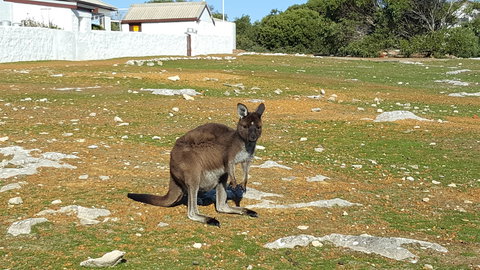 Cape Borda Lightstation - Flinders Chase National Park - Holiday Sunshine Coast 0