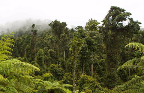 Cascade National Park - Sunshine Coast Tourism 0