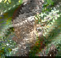 Caversham Wildlife Park - Sunshine Coast Tourism