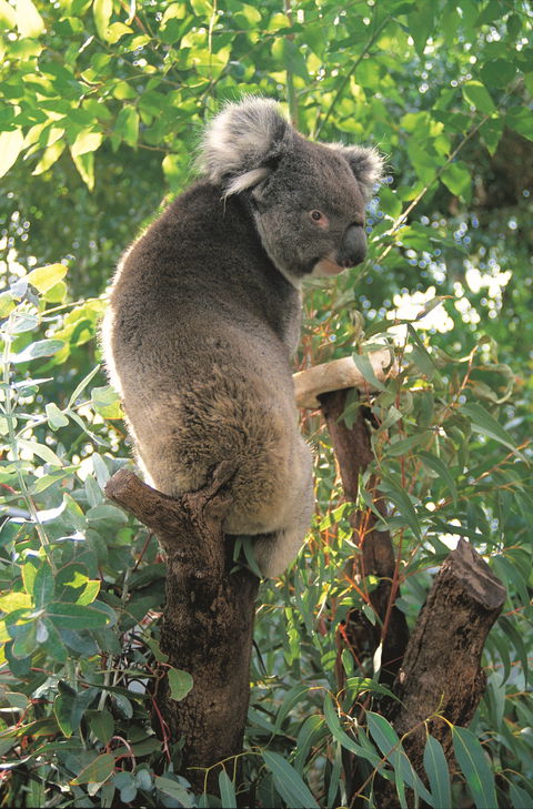 Caversham Wildlife Park - Holiday Sunshine Coast 0