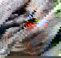 Cumberland State Forest - Sunshine Coast Tourism