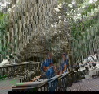 Curtain Fig Tree Yungaburra - Holiday Sunshine Coast