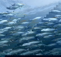 Egg Rock Dive Site - Sunshine Coast Tourism