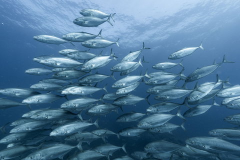 Egg Rock Dive Site - Sunshine Coast Tourism 0