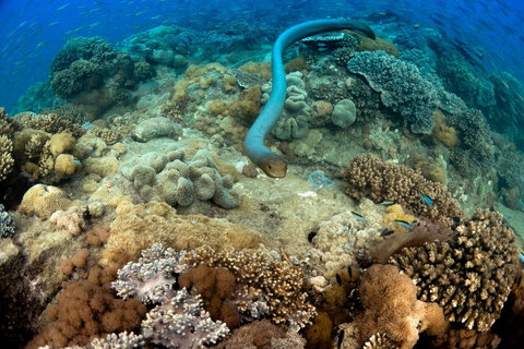 Egg Rock Dive Site - Sunshine Coast Tourism 1