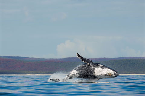 Fraser Coast Region - Sunshine Coast Tourism 1