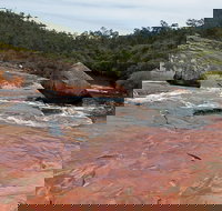 FR Berry Reserve - Sunshine Coast Tourism