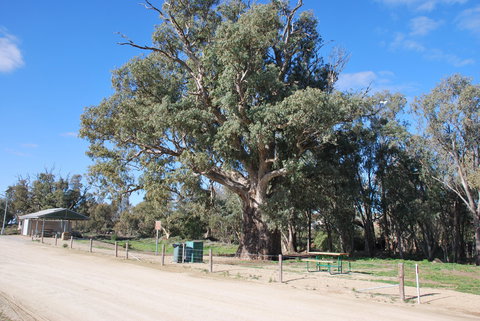 Giant Gum Tree - Holiday Sunshine Coast 0