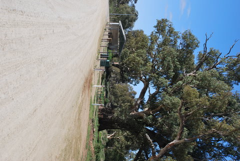 Giant Gum Tree - Holiday Sunshine Coast 1