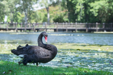 Gold Coast Regional Botanic Gardens - Sunshine Coast Tourism 1