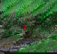 Goldsborough Valley Wooroonooran National Park - Sunshine Coast Tourism