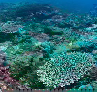Hanging Rock Dive Site - Sunshine Coast Tourism