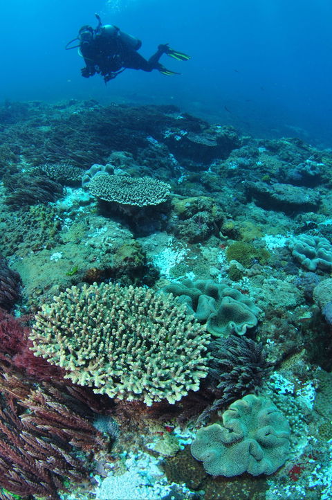 Hanging Rock Dive Site - Sunshine Coast Tourism 0
