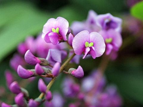 Inverawe Native Gardens - Holiday Sunshine Coast 2