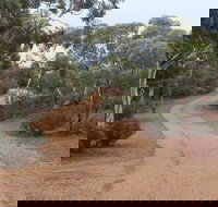 Karlkurla Bushland Park - Sunshine Coast Tourism