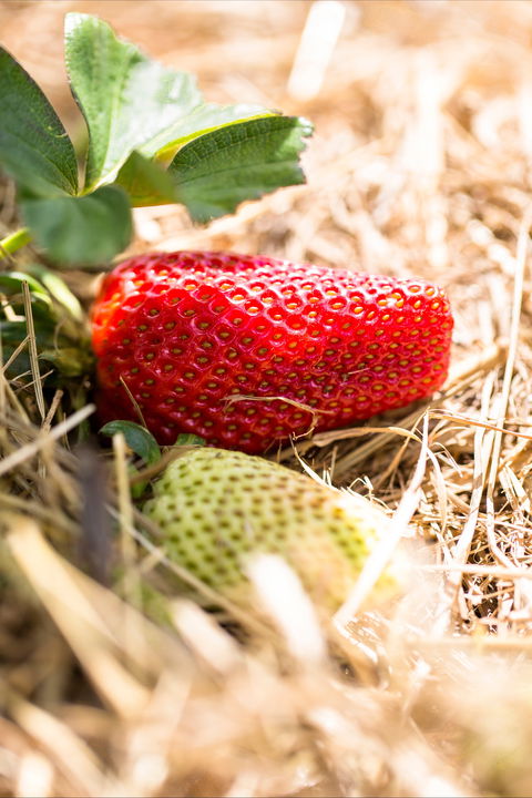 Kate's Berry Farm - Holiday Sunshine Coast 2