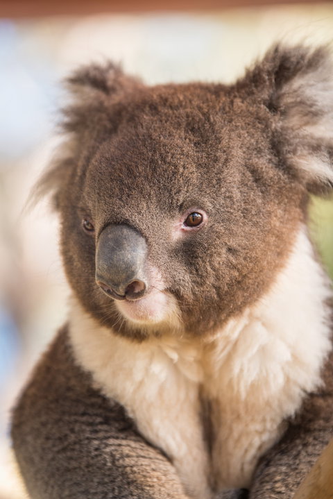 Kyabram Fauna Park - Holiday Sunshine Coast 0