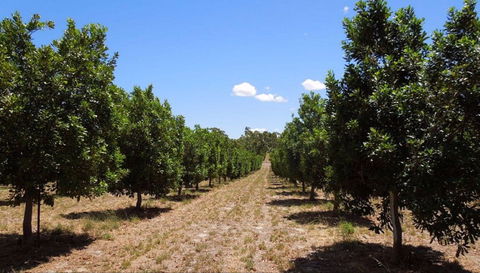 MacNuts WA Shop And Factory - Holiday Sunshine Coast 0