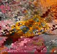 Magic Mountain Dive Site - Sunshine Coast Tourism